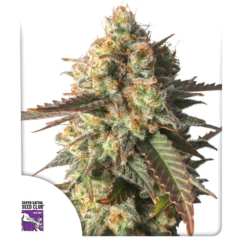 STRAWBERRY CHEMDAWG OG STRAIN