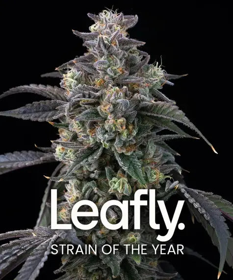 SUPER BOOF STRAIN