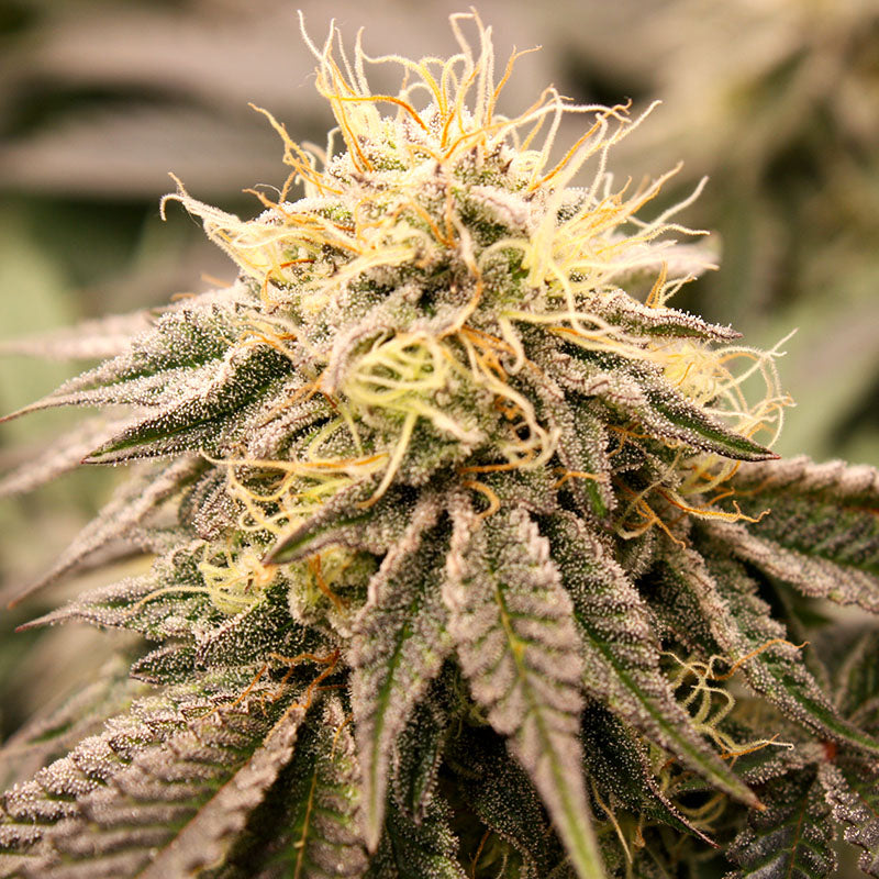 SUNDOGZ STRAIN