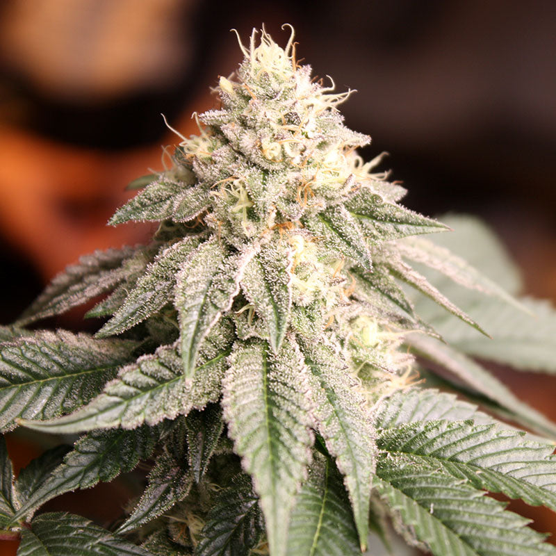 SUNSET BRIDE STRAIN