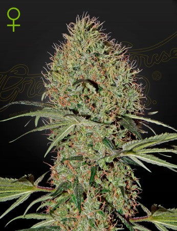 SUPER BUD X RUDERALIS AUTO STRAIN