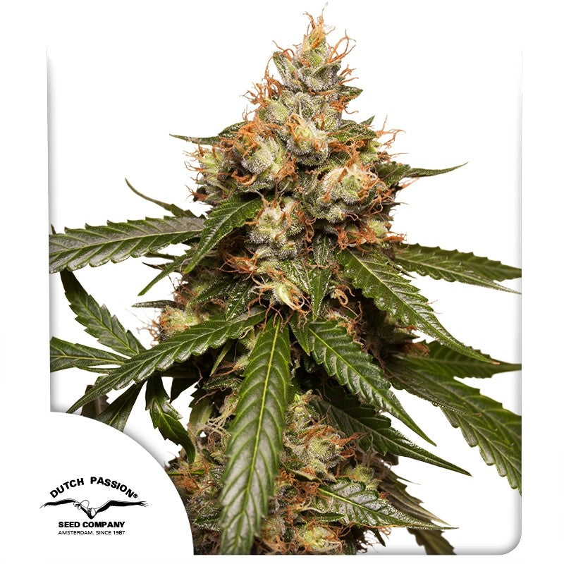 THC VICTORY AUTO STRAIN