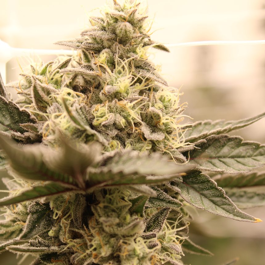 WAPANGA STRAIN
