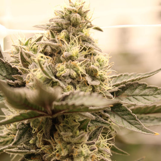 WAPANGA STRAIN