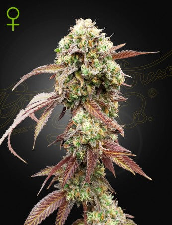 WEST COAST OG X GELATO 41 AUTO STRAIN
