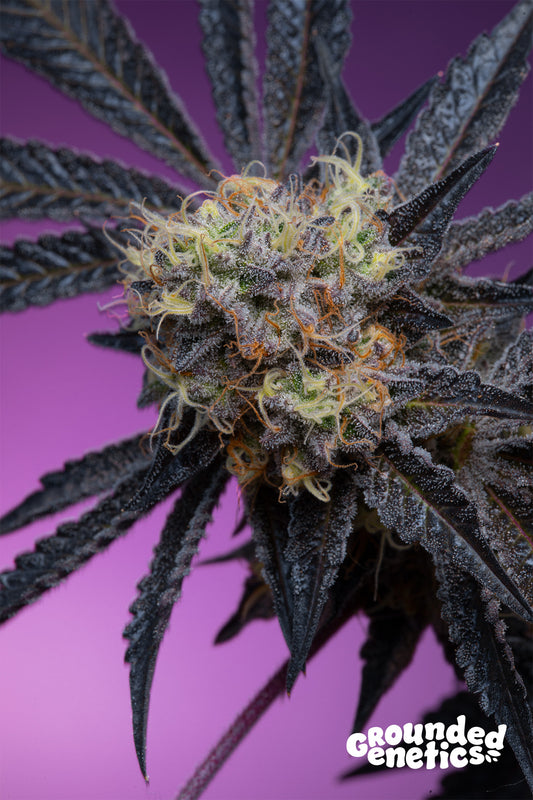 ZOAPAYA ZOAP X PAPAYADAWG STRAIN