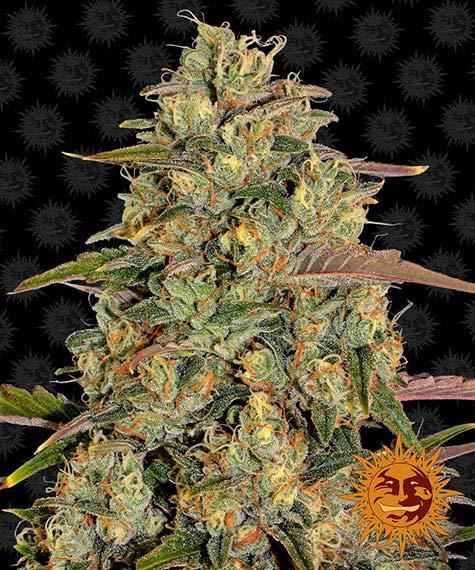 AMNESIA LEMON STRAIN - SeedySide