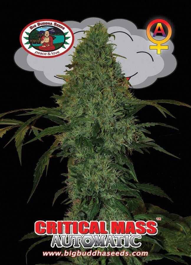 BIG BUDDHA: CRITICAL MASS AUTO - SeedySide