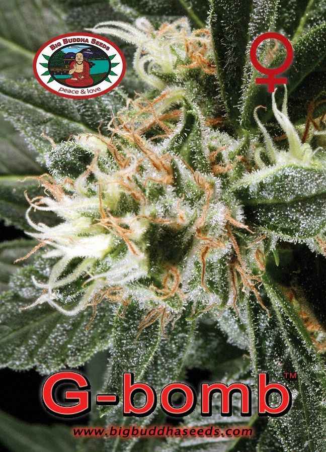 BIG BUDDHA: G BOMB - SeedySide