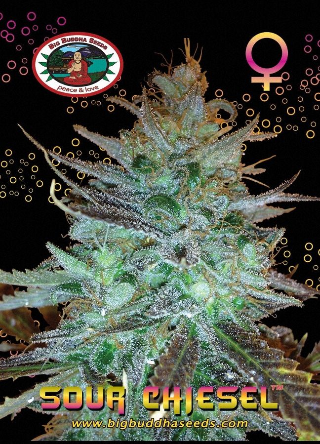 BIG BUDDHA: SOUR CHIESEL - SeedySide