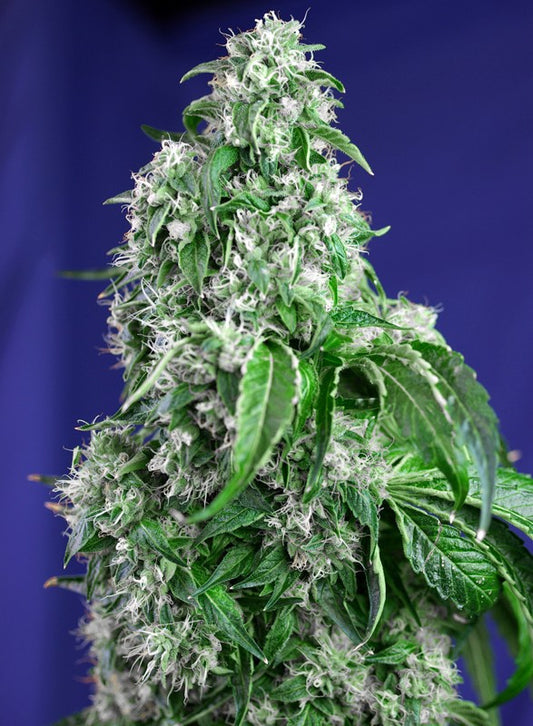 BIG DEVIL F1 FAST VERSION STRAIN