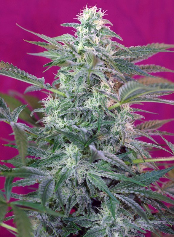 BIG FOOT STRAIN - SeedySide