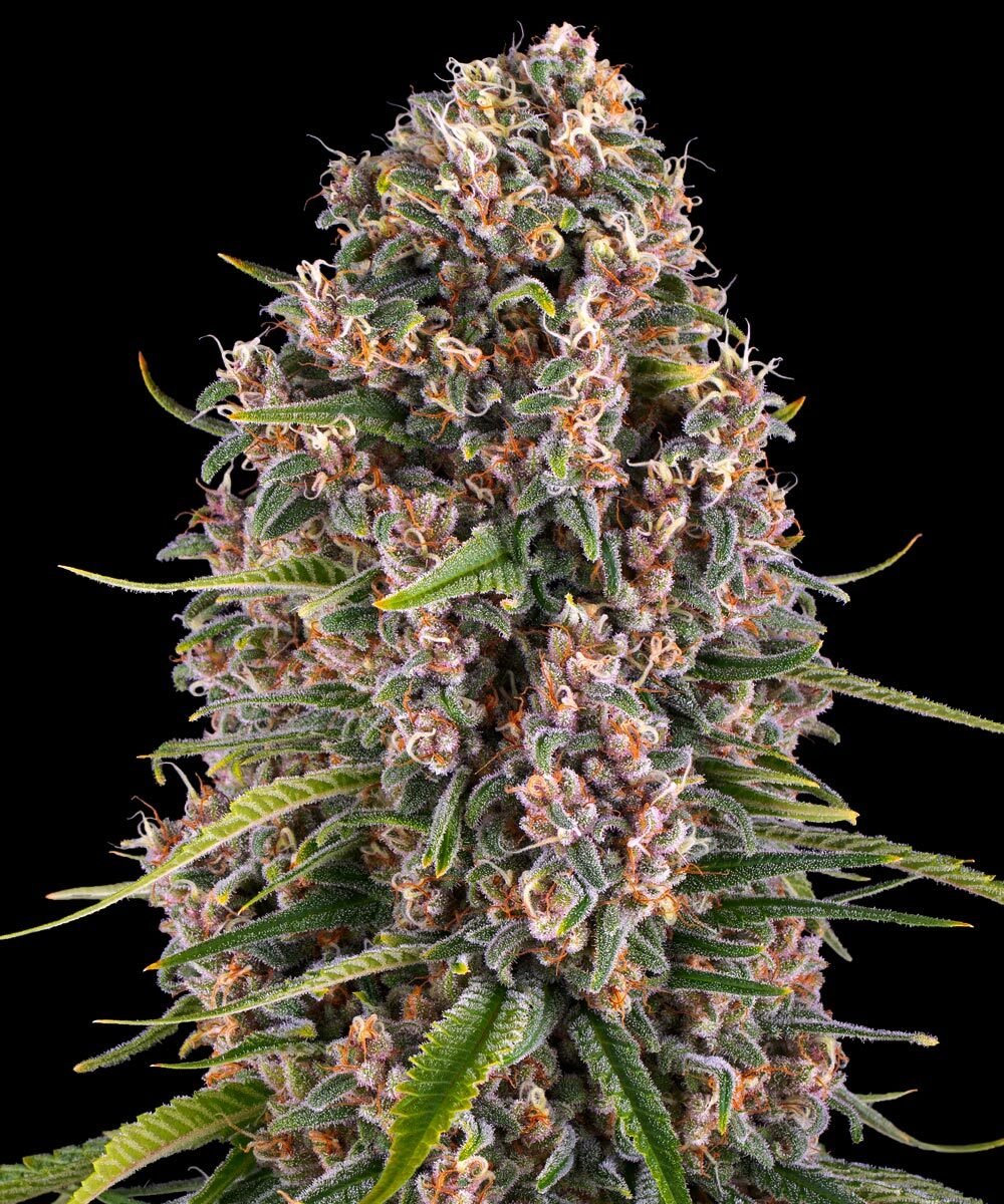 BLUE CHEESE STRAIN - SeedySide