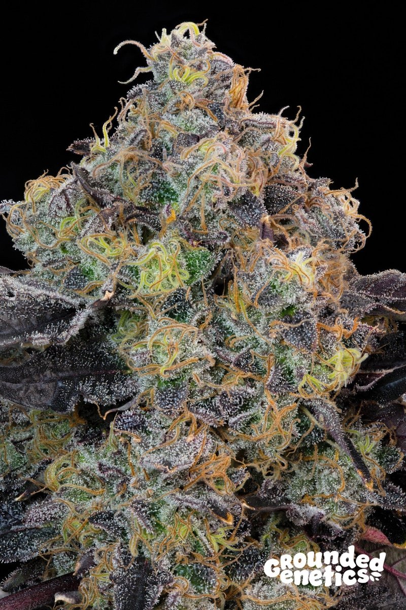 BLUEBERRY ZKUNK ZKUNK X BLUCCI STRAIN - SeedySide