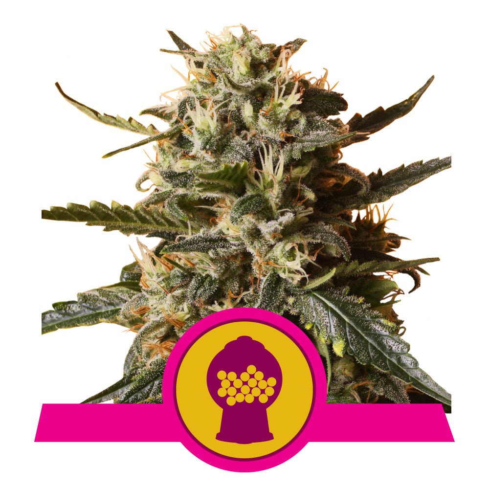 BUBBLEGUM XL STRAIN - SeedySide