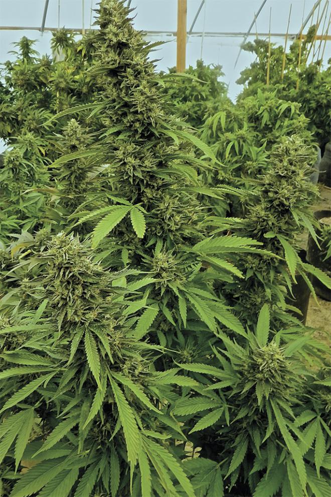 CHEMDAWG REGULAR STRAIN - SeedySide