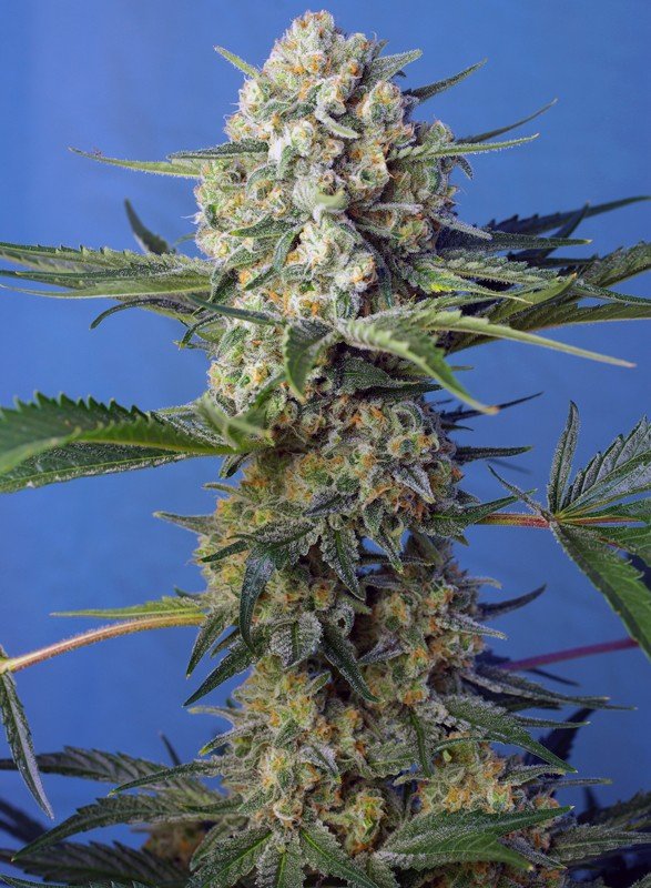 CRYSTAL CANDY F1 FAST VERSION STRAIN - SeedySide