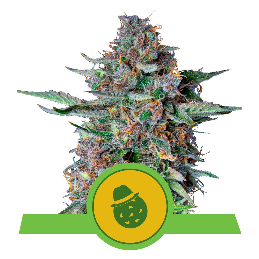 DO - SI - DO AUTO STRAIN - SeedySide