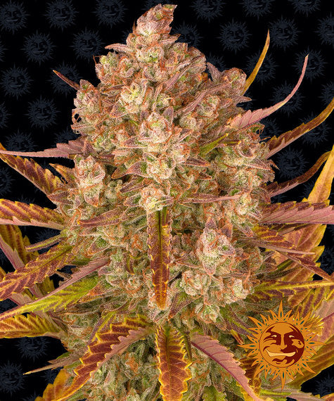 DOS SI DOS AUTO STRAIN