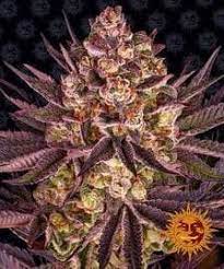 BISCOTTI STRAIN