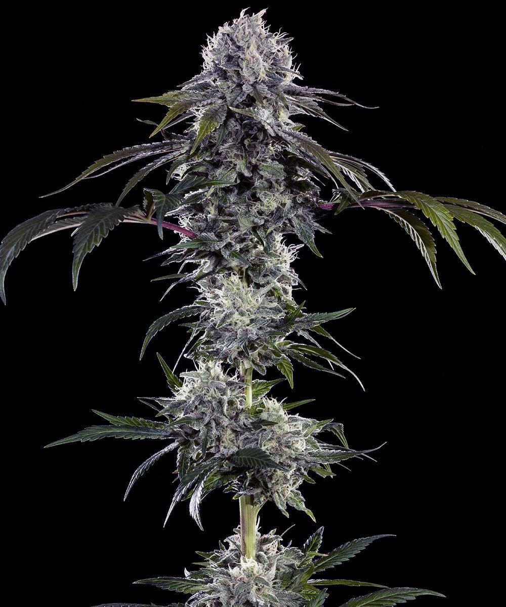 DURBAN Z STRAIN - SeedySide