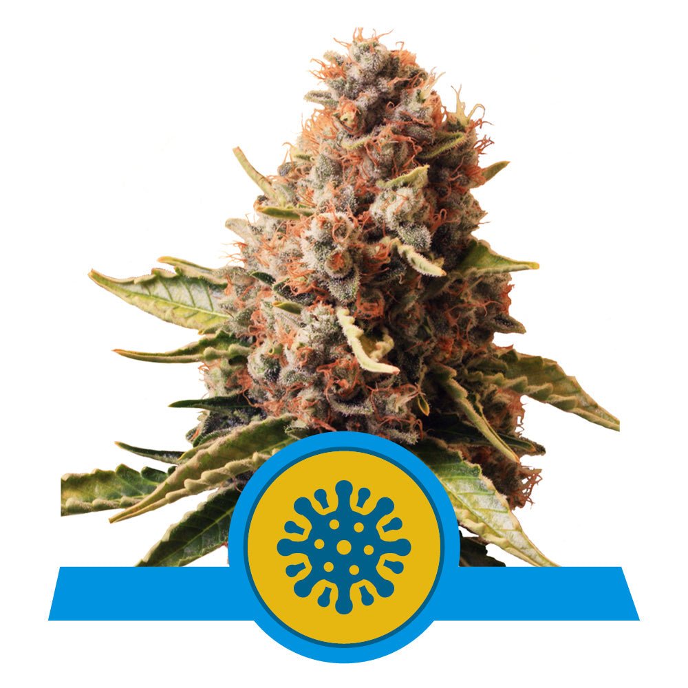 EUROPHIA CBD STRAIN - SeedySide