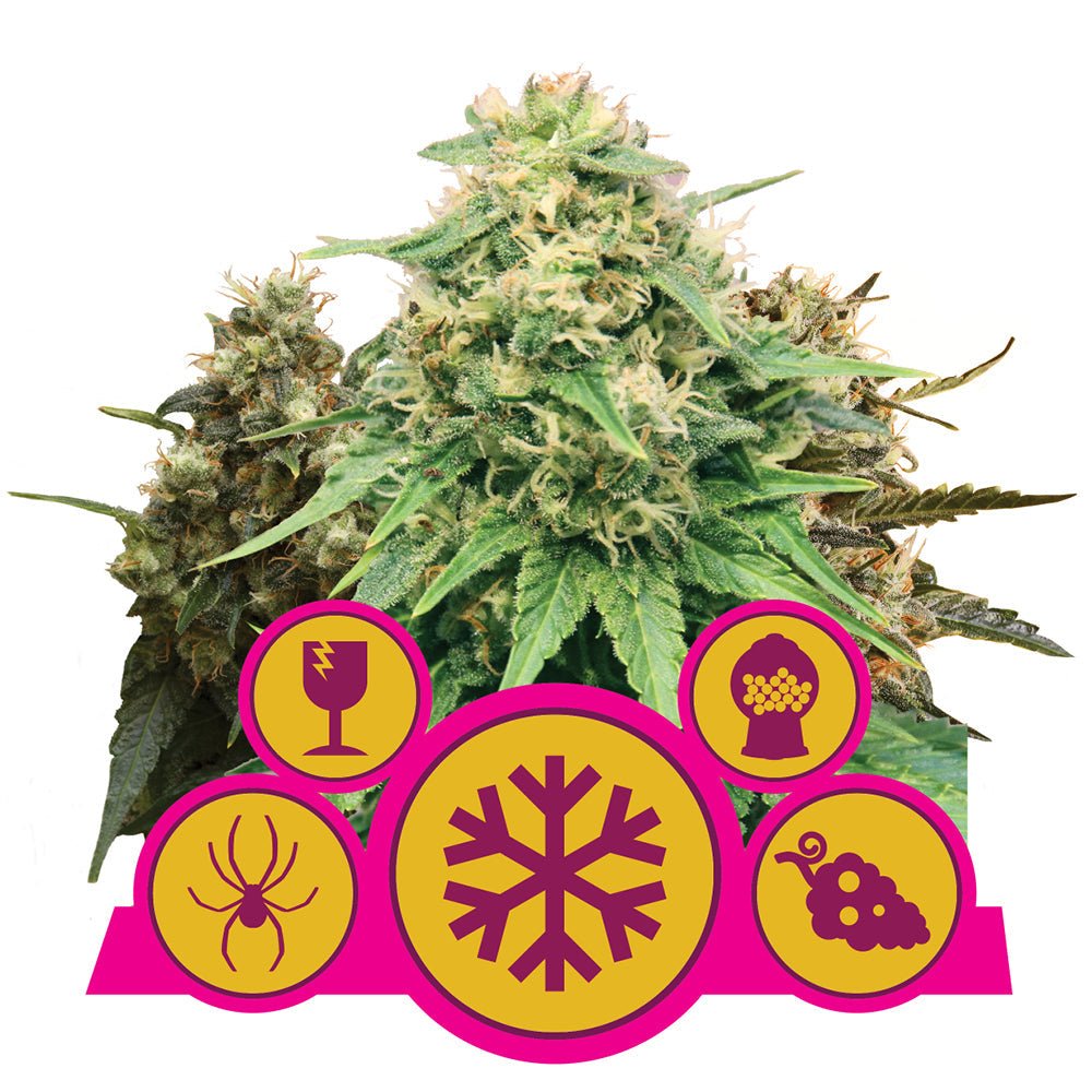 FEMINIZED MIX STRAIN - SeedySide
