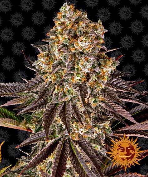 GELATO #45 STRAIN