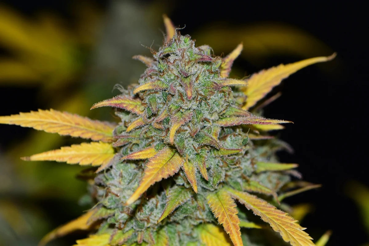 GELATO AUTO STRAIN - SeedySide