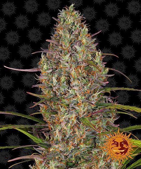 GLUE GELATO AUTO STRAIN - SeedySide