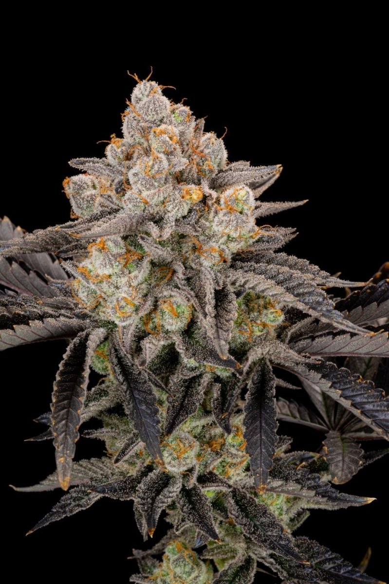 GORILLA COOKIES FF STRAIN - SeedySide