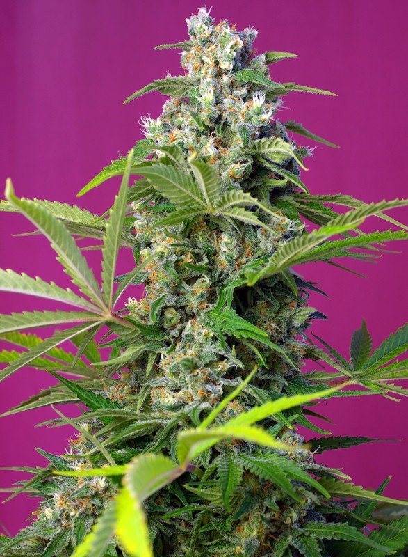 GORILLA GIRL STRAIN - SeedySide