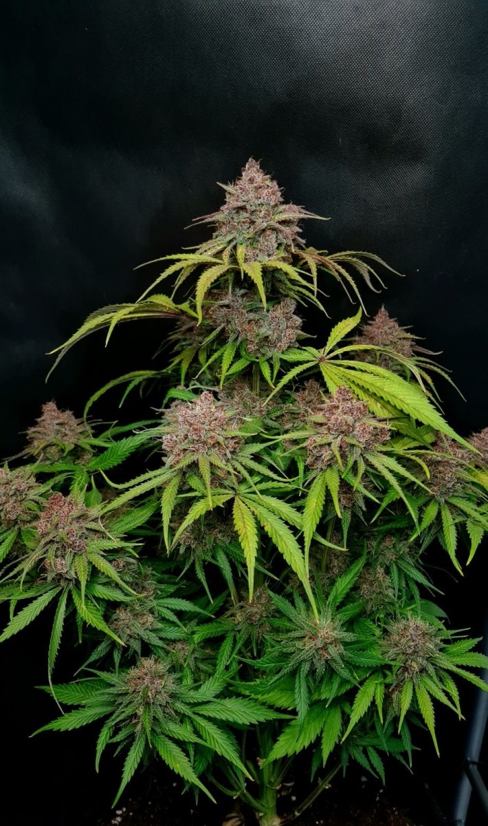 GORILLA PUNCH AUTO STRAIN - SeedySide