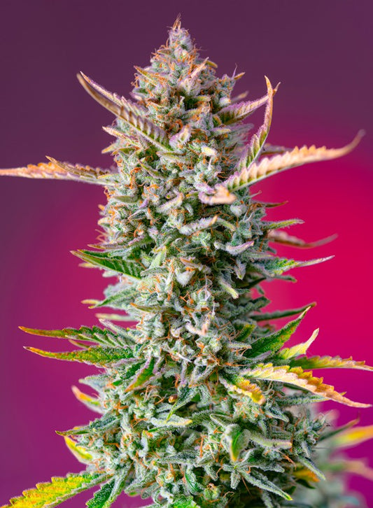 GORILLA SHERBET F1 FAST VERSION STRAIN