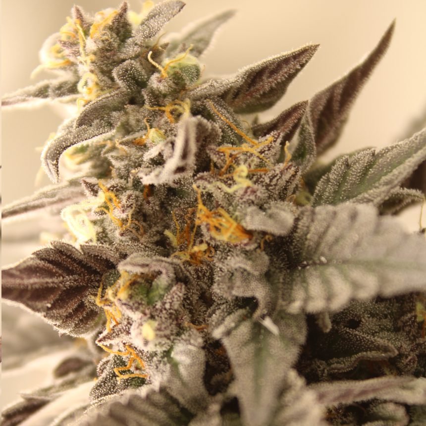 GRAPE - Z STRAIN - SeedySide