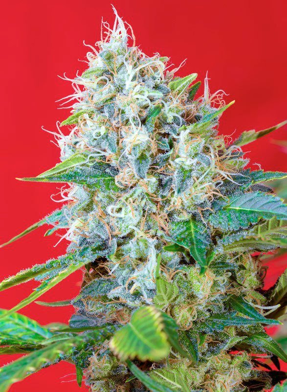 GREEN POISON STRAIN - SeedySide