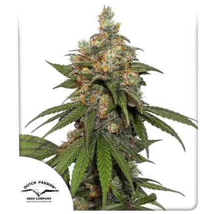 HIFI 4G STRAIN - SeedySide
