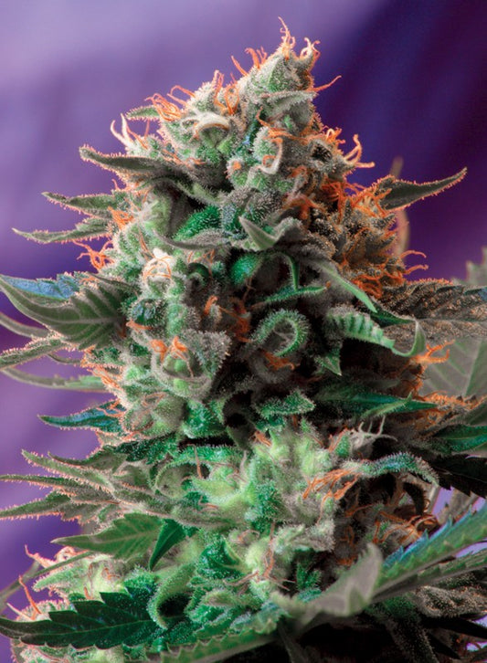 JACK 47 F1 FAST VERSION STRAIN