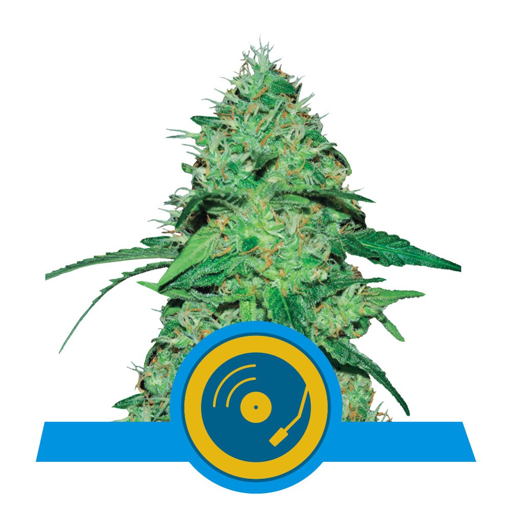 JOANNE'S CBD STRAIN - SeedySide