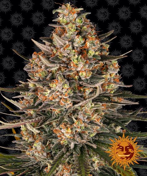 LEMON DRIZZLE STRAIN - SeedySide