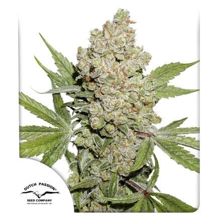 LEMON KIX AUTO STRAIN - SeedySide