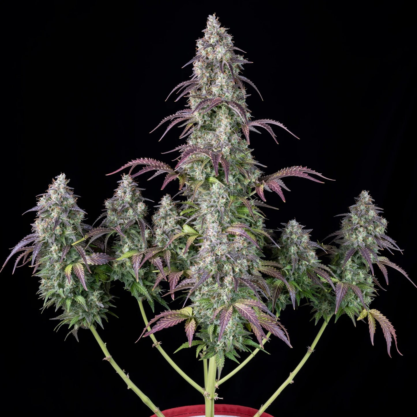 LEMON PIE AUTO STRAIN