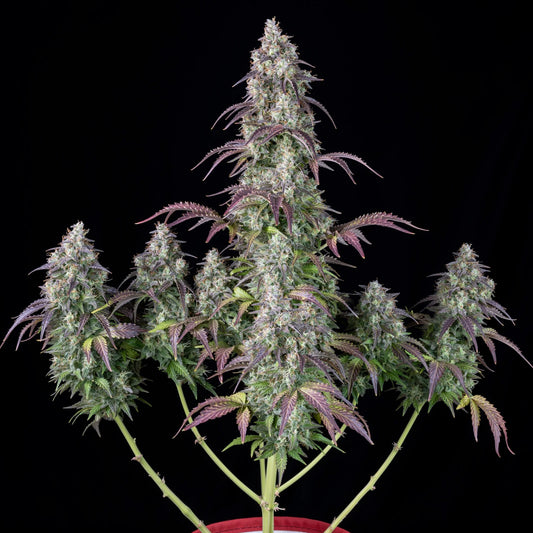 LEMON PIE AUTO STRAIN