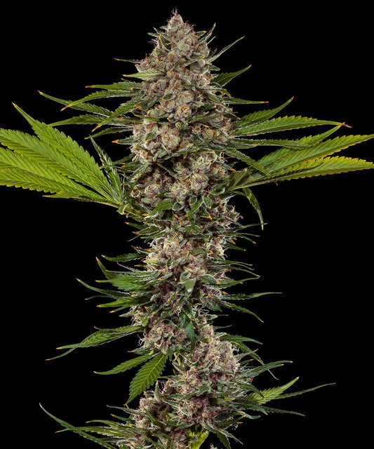 MAC 1 STRAIN - SeedySide
