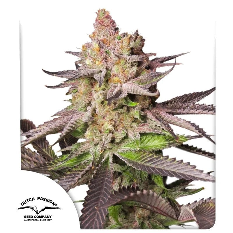 MELONADE RUNTZ STRAIN - SeedySide