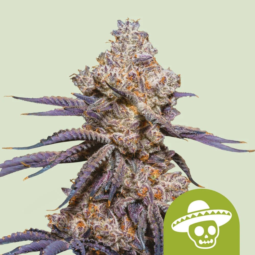 MEXICAN RUSH AUTO STRAIN - SeedySide