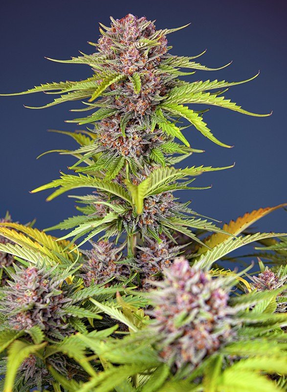MIMOSA BRUCE BANNER XL AUTO STRAIN - SeedySide