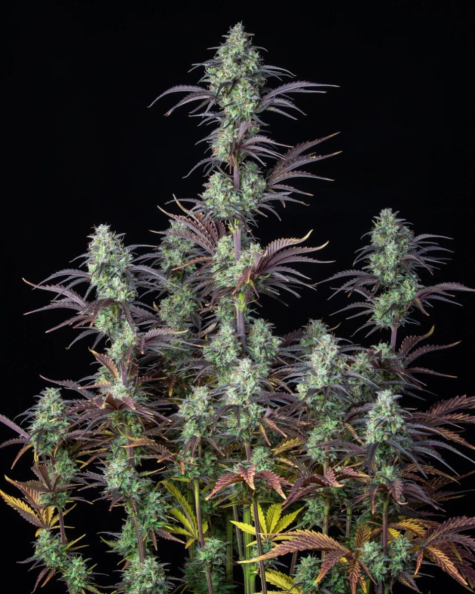 MIMOSA CAKE AUTO STRAIN - SeedySide