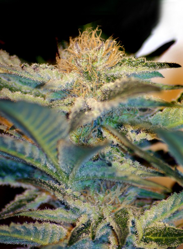 MOHAN RAM STRAIN