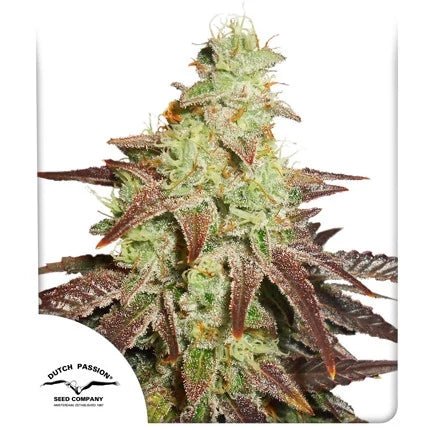 NIGHT QUEEN AUTO STRAIN - SeedySide